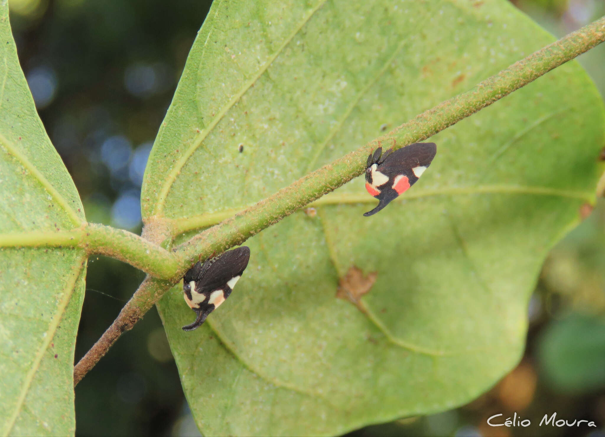 Imagem de Enchophyllum quinquemaculata Fairmaire