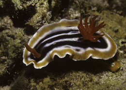 Image de Chromodoris magnifica (Quoy & Gaimard 1832)