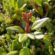 Image of Rhododendron aureum Georgi