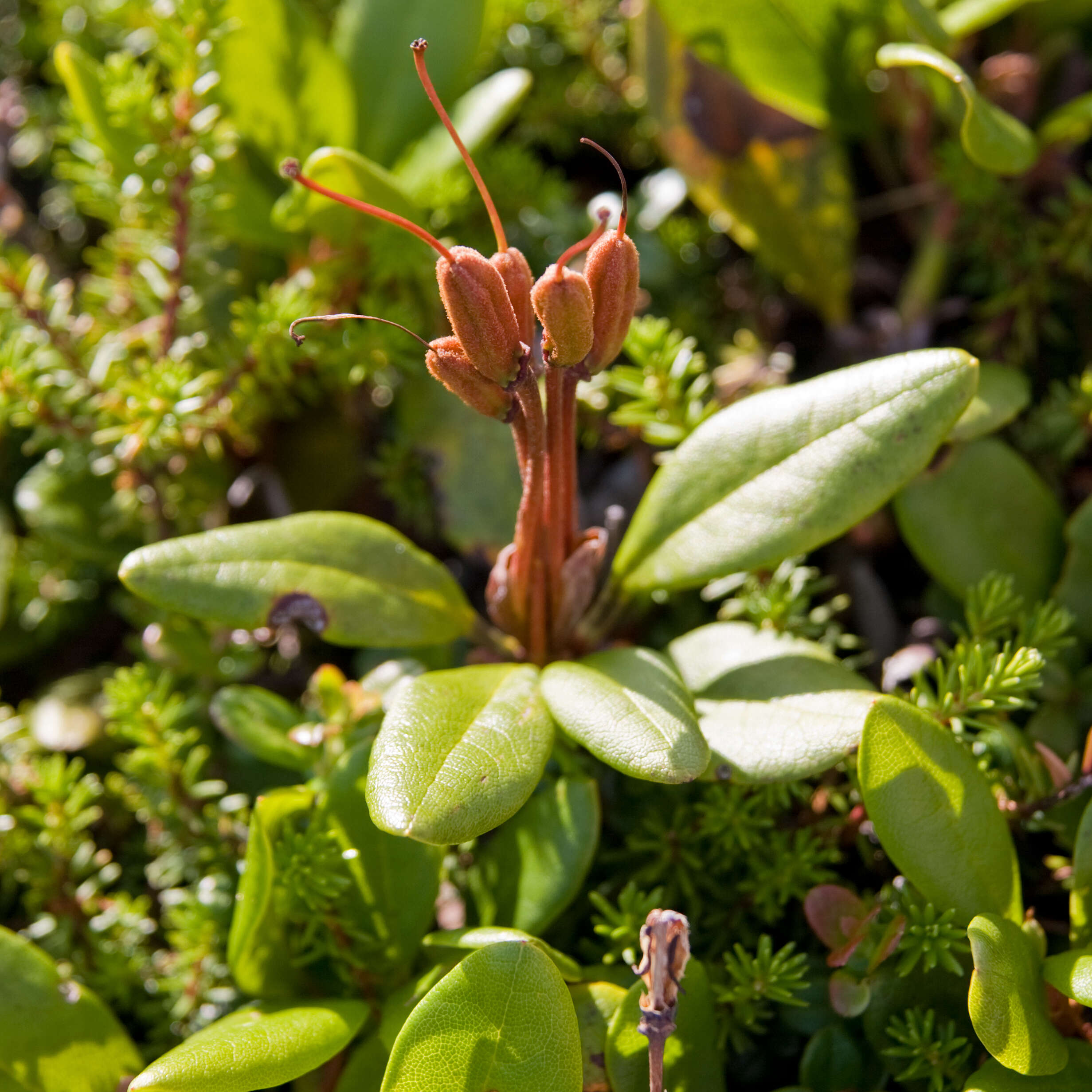 Image of Rhododendron aureum Georgi