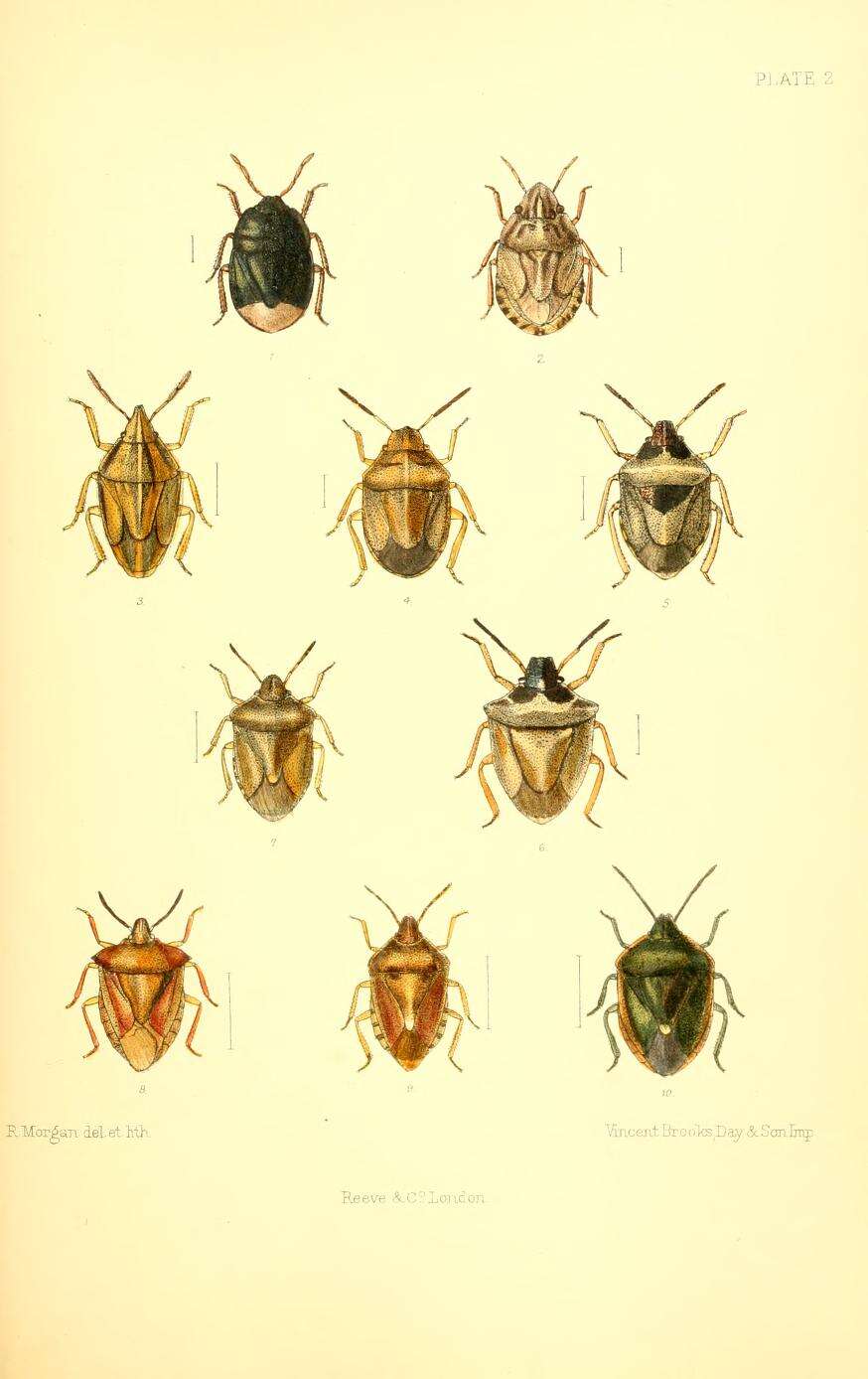 Image de <i>Chlorochroa juniperina</i>