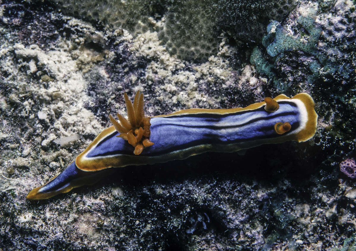 Image of Chromodoris hamiltoni Rudman 1977