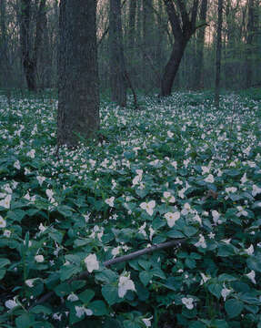 Imagem de Trillium grandiflorum (Michx.) Salisb.