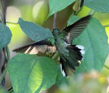 Image of Phaeochroa Gould 1861