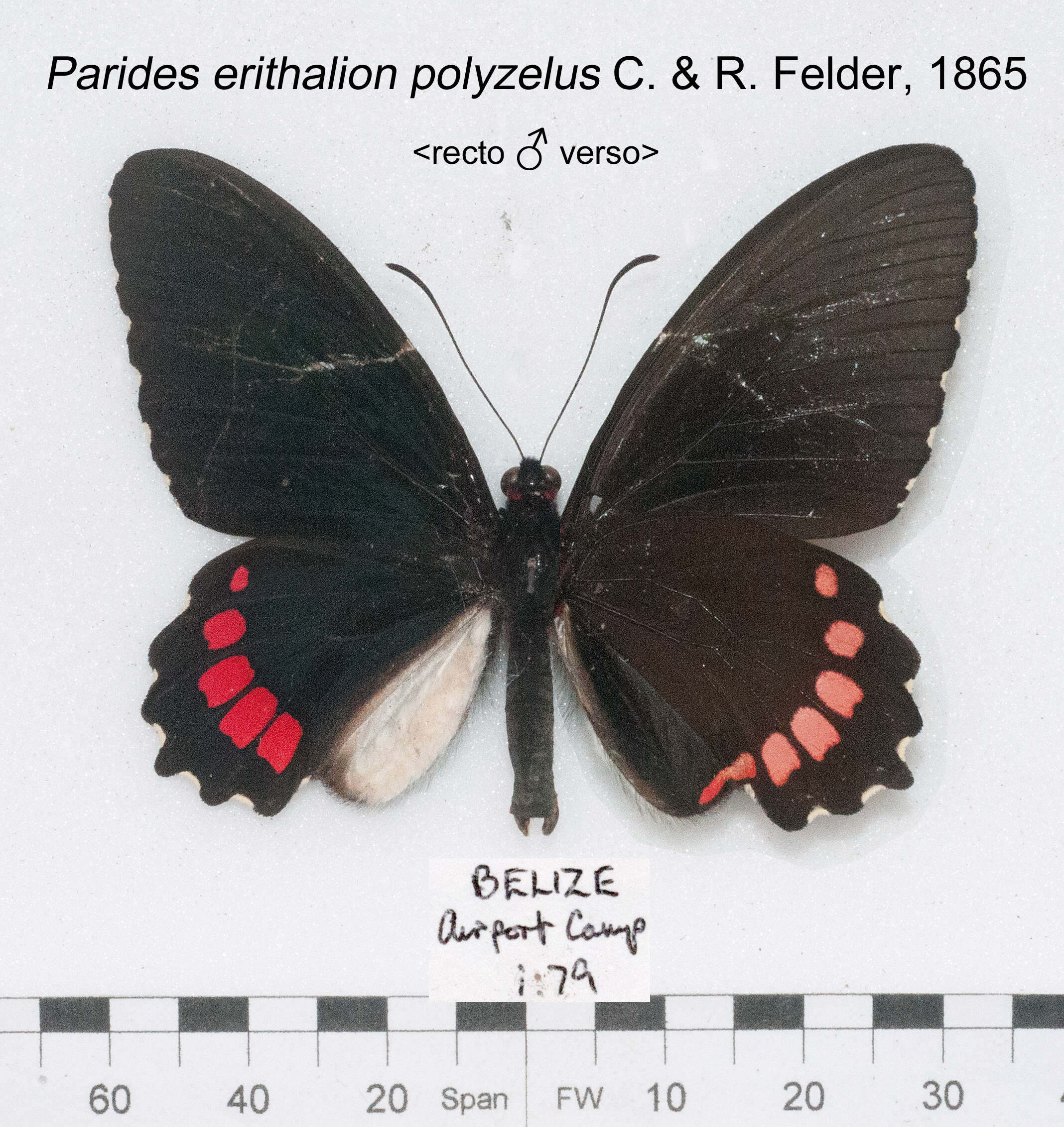 Image de Parides erithalion (Boisduval 1836)