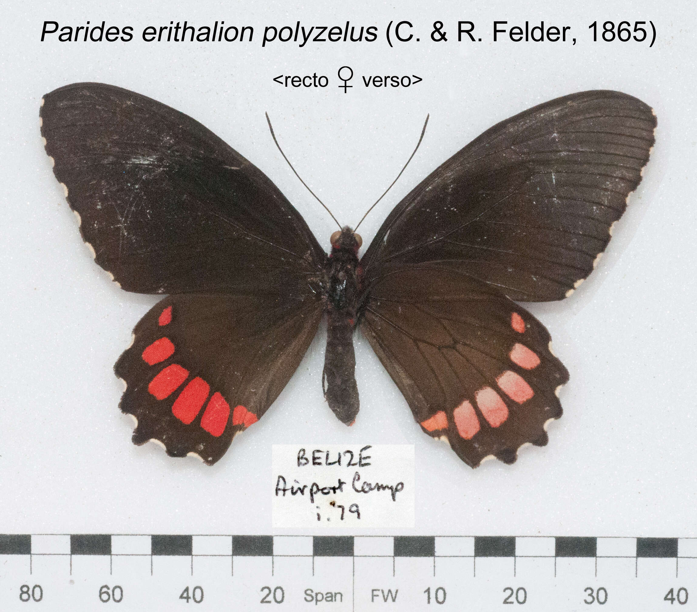 Image de Parides erithalion (Boisduval 1836)