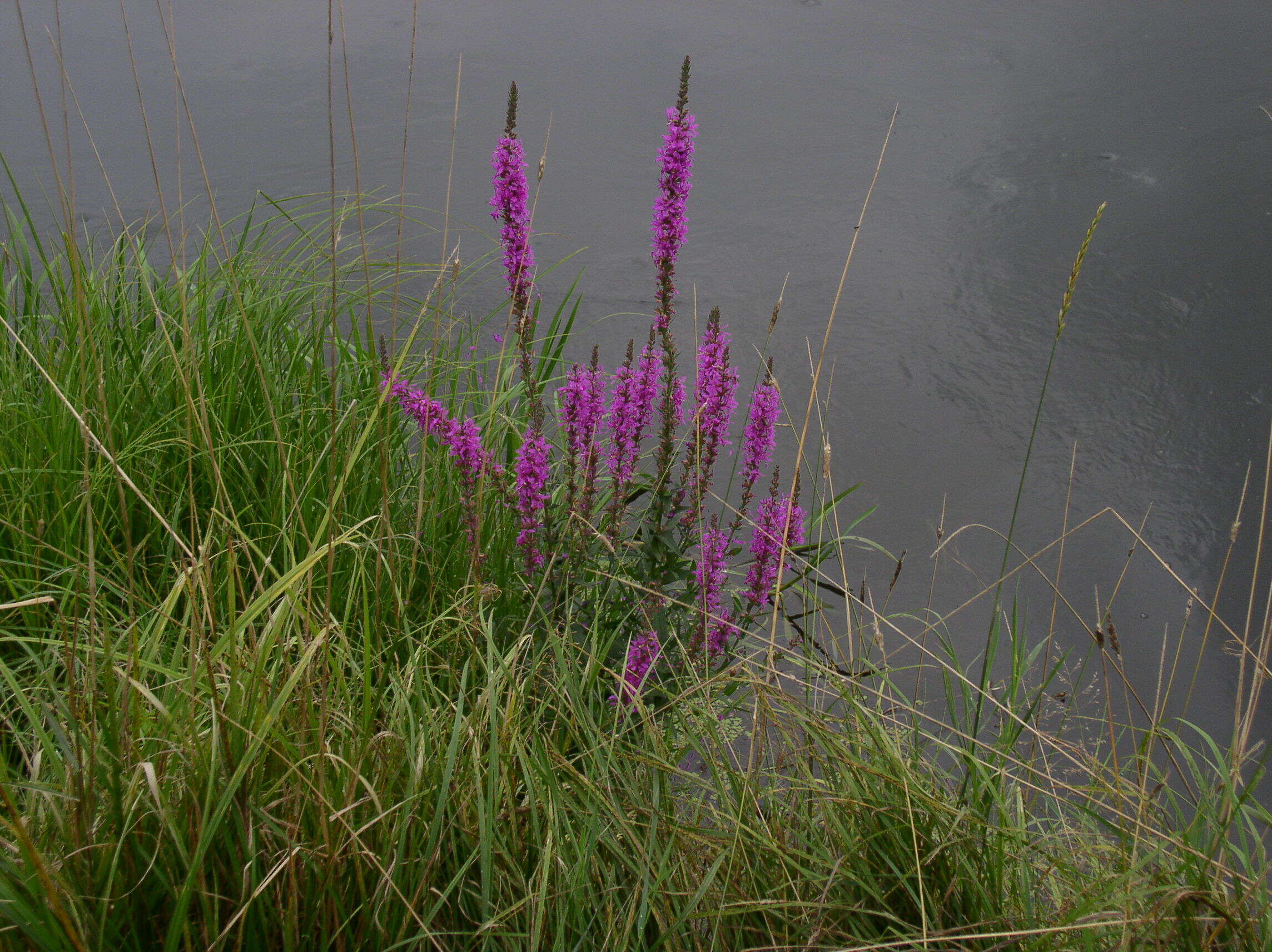 Plancia ëd Lythrum salicaria L.