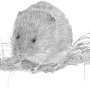 Image of root vole, tundra vole