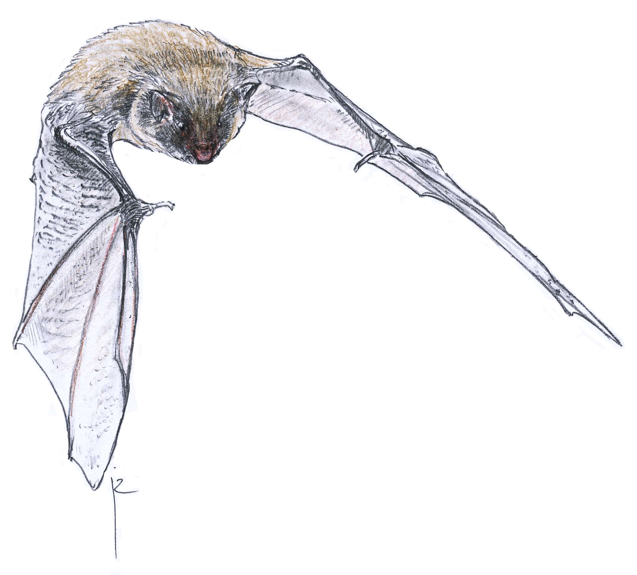 Image of Daubenton's Bat