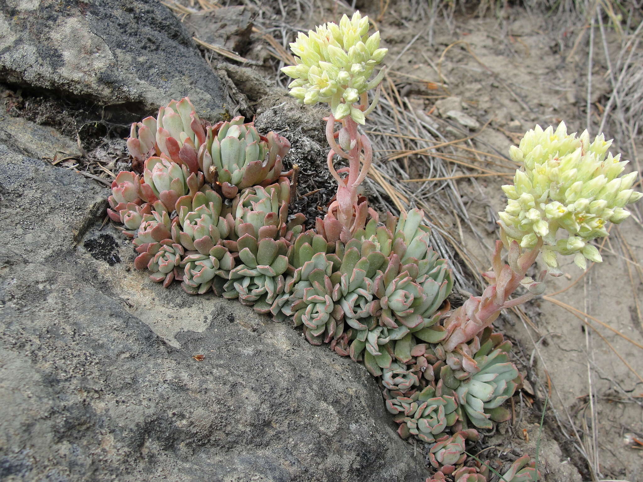 Image of oblongleaf stonecrop