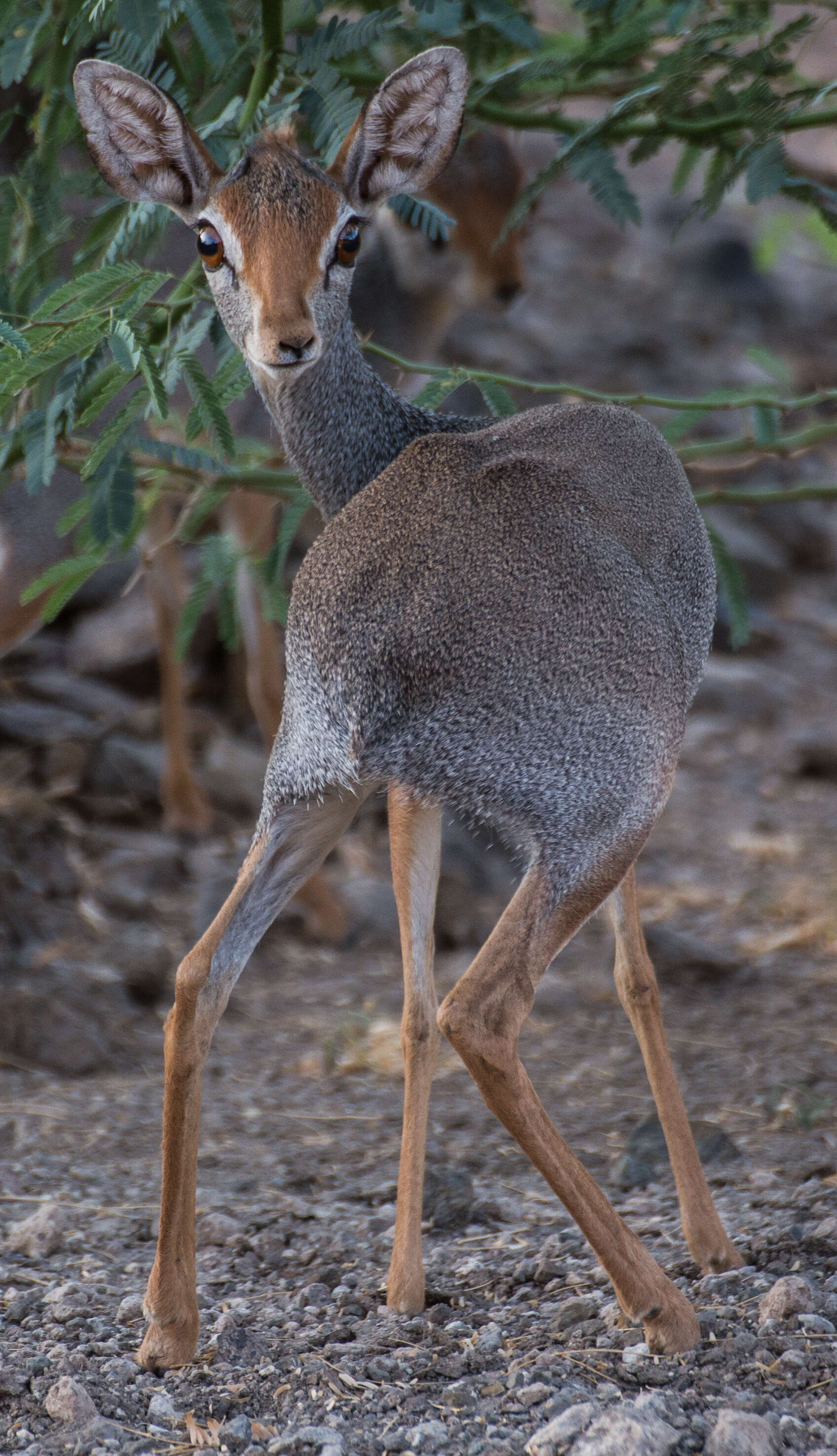 Image of Salt's Dikdik