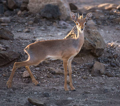 Image of Salt's Dikdik