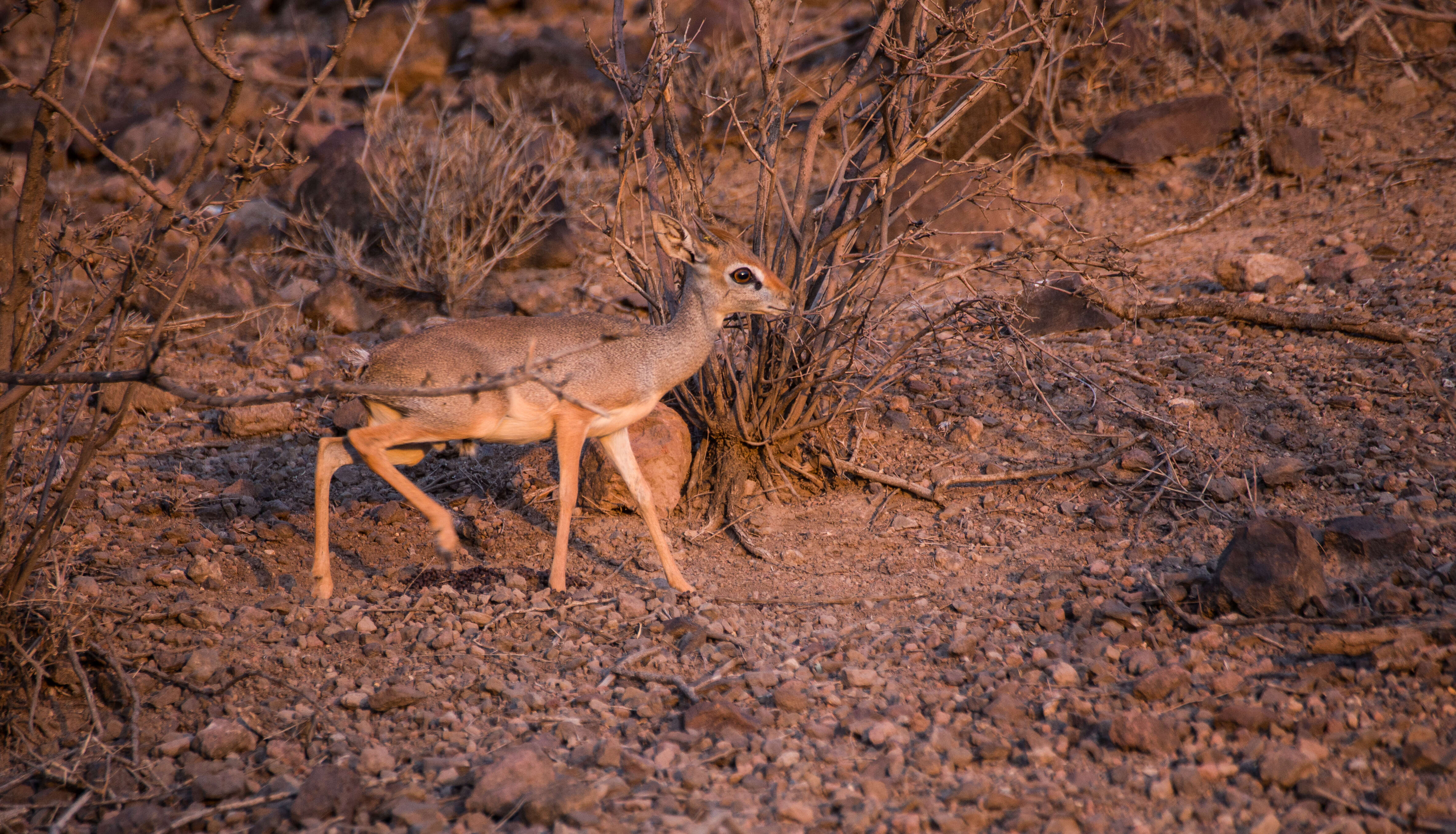 Image of Salt's Dikdik