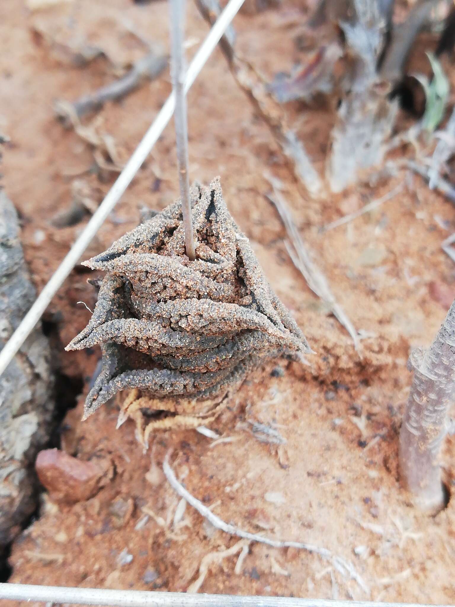 Image of Haworthiopsis nigra (Haw.) G. D. Rowley