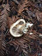 Image of Agaricus deardorffensis Kerrigan 2016