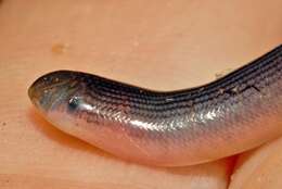 Image of Zambezi Blind Snake