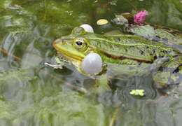 Image of Pelophylax esculentus