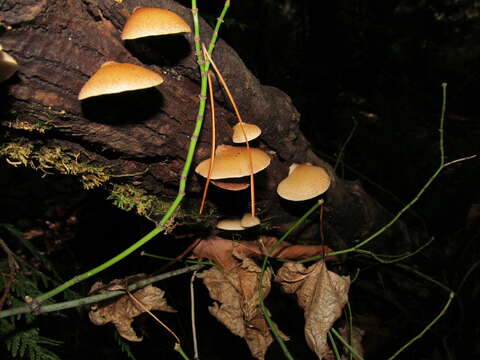 Image of Crepidotus mollis (Schaeff.) Staude 1857