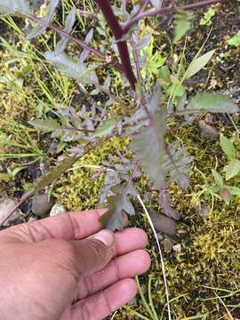 Image of Fernald's yellowcress