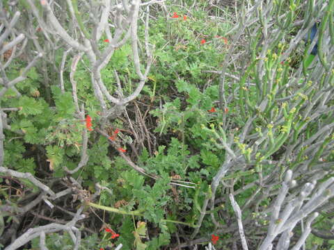 Image of Scarlet pelargonium