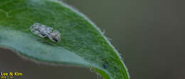 Image of Chrysanthemum Lace Bug