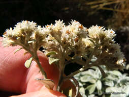 Слика од Helichrysum sutherlandii Harv.