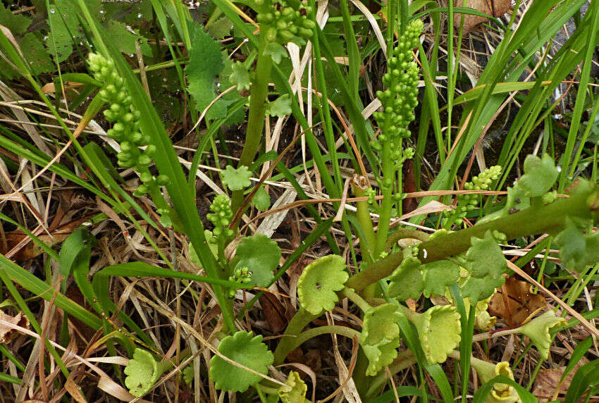 Image of Horizontal navelwort