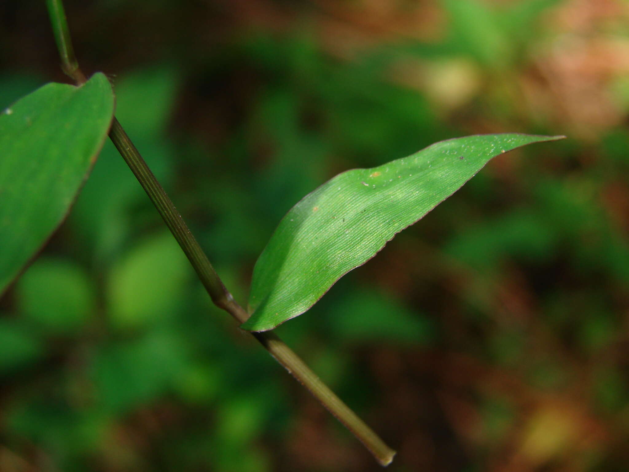 Oplismenus compositus (L.) P. Beauv. resmi