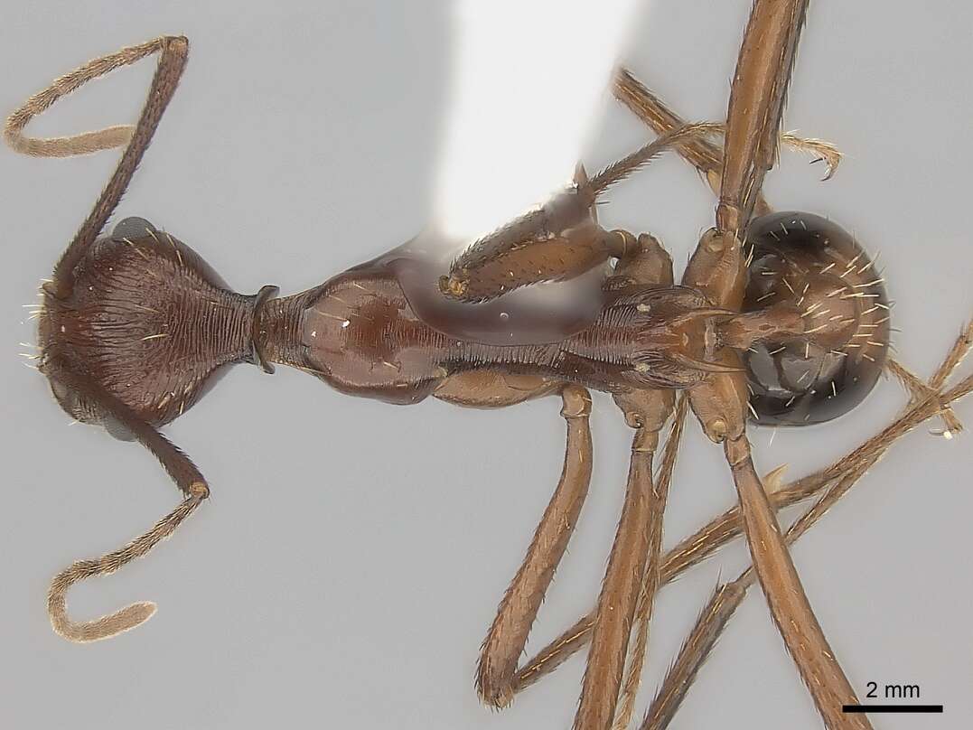 Image of Aphaenogaster ensifera Forel 1899
