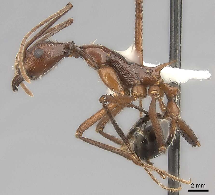 Image of Aphaenogaster ensifera Forel 1899