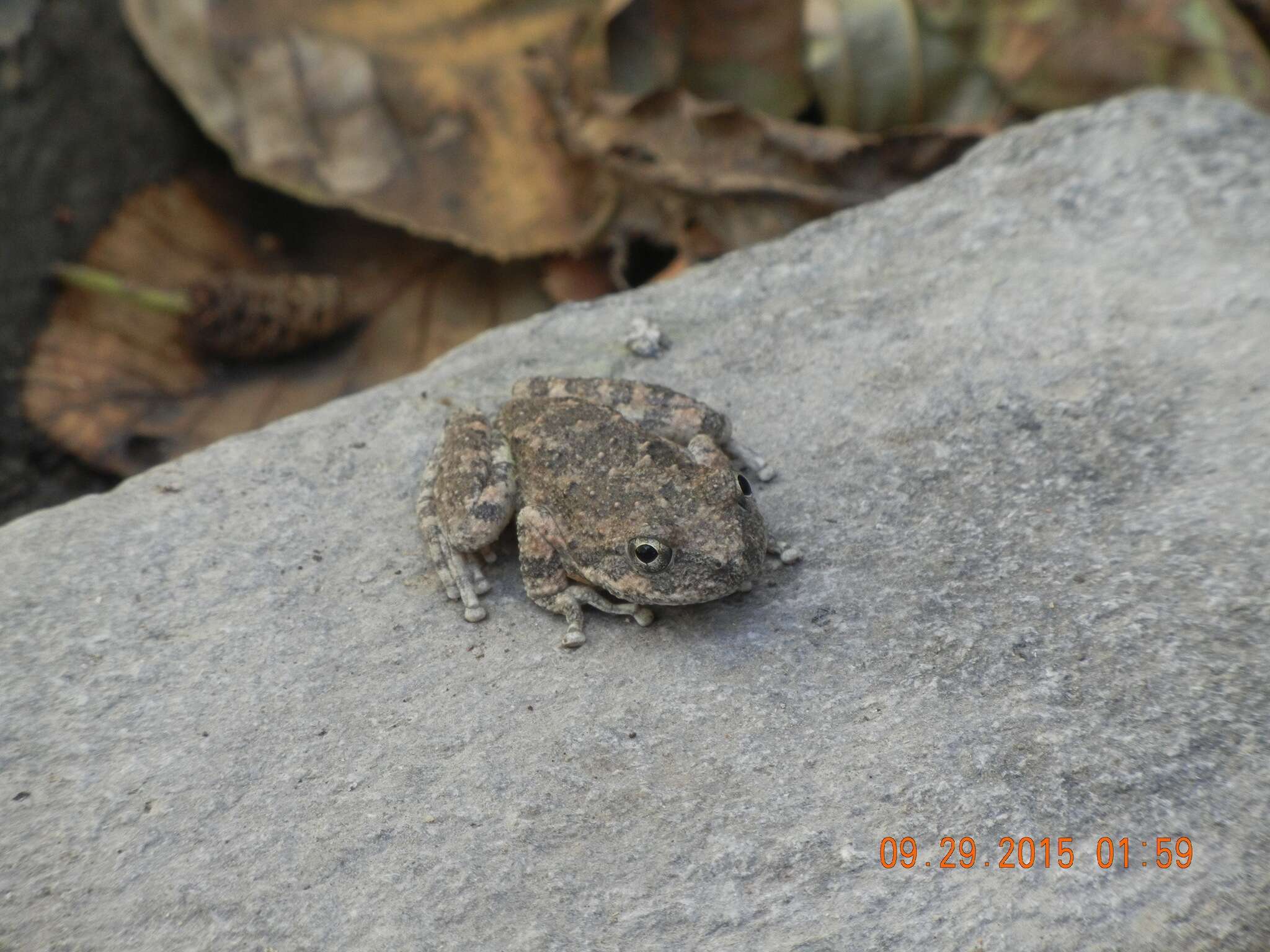 Image of California Chorus Frog