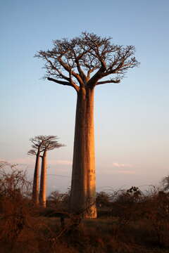 Image of Grandidier’s baobab