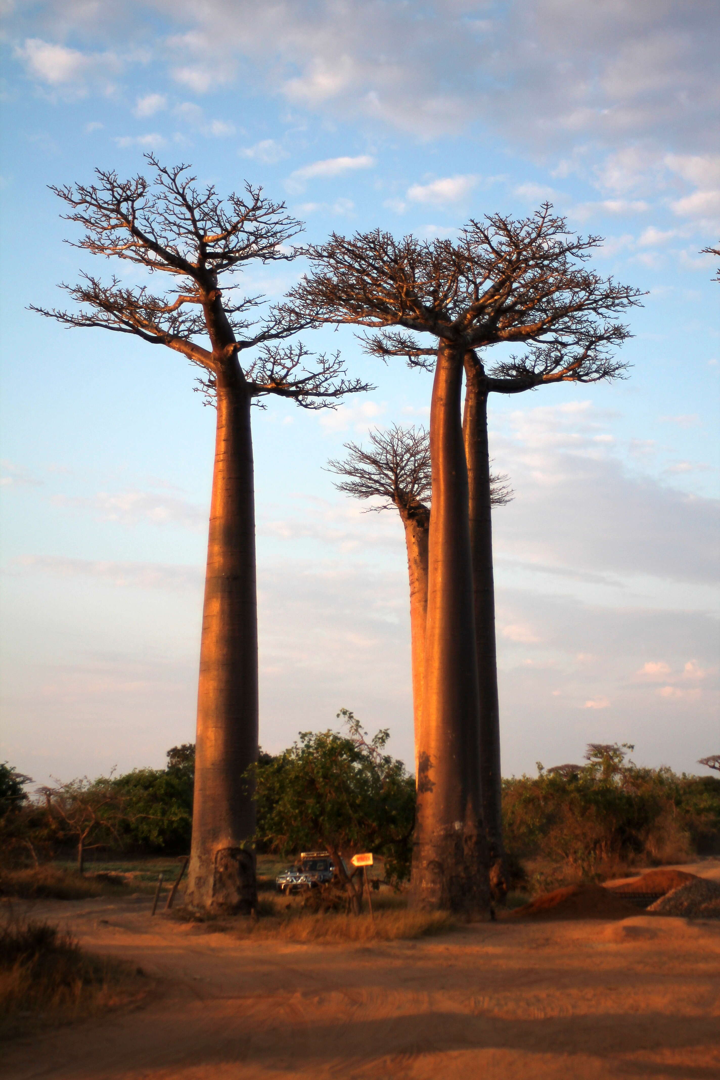 Image of Grandidier’s baobab