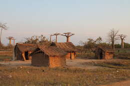 Image of Grandidier’s baobab