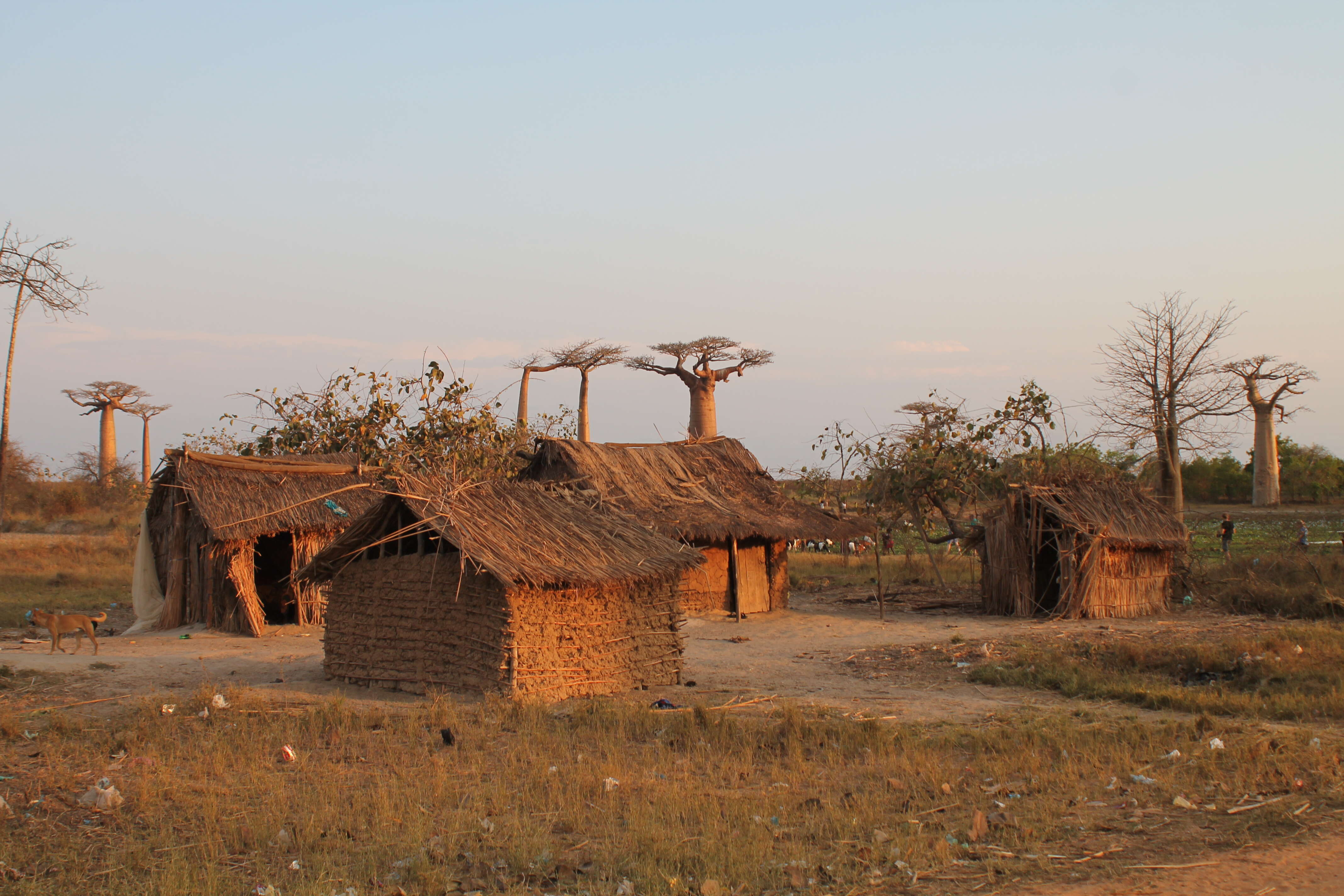 Image de Adansonia grandidieri Baill.