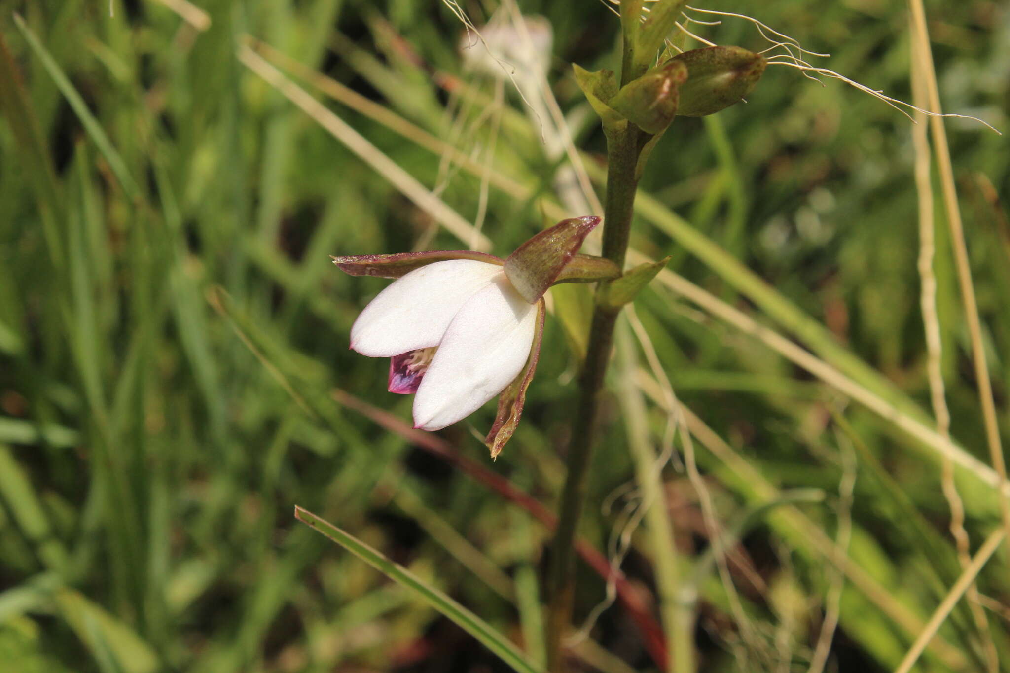 Sivun Eulophia ovalis Lindl. kuva