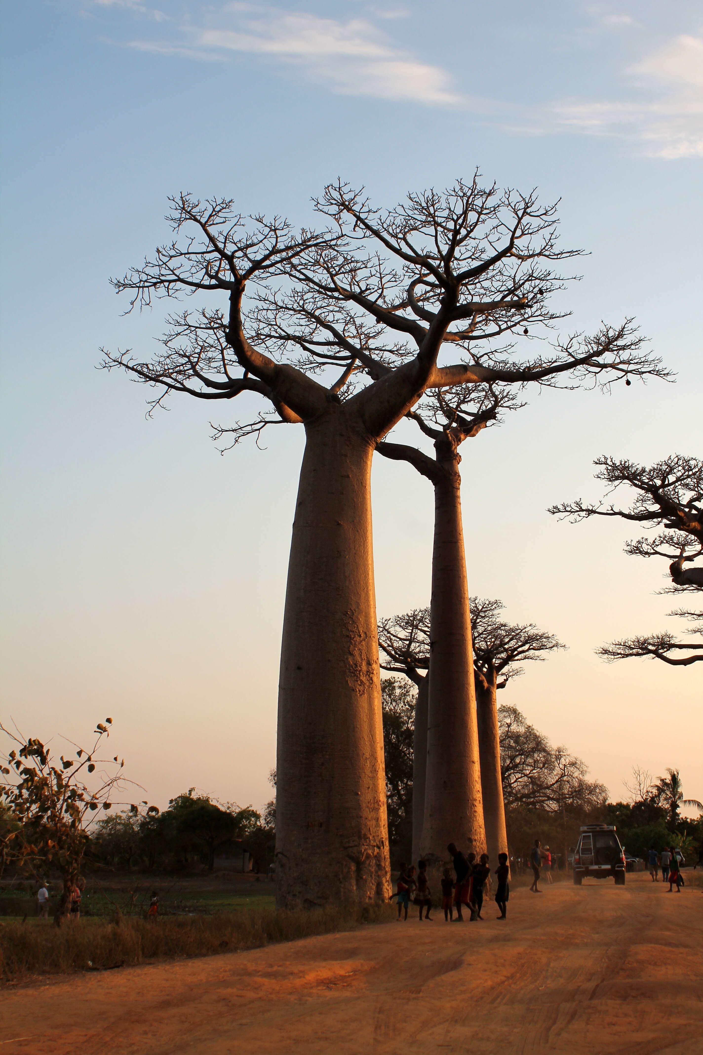 Image of Grandidier’s baobab