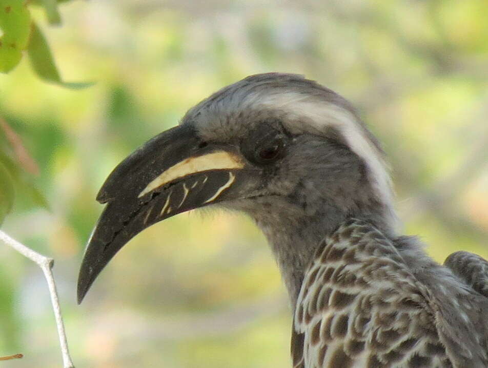 Image of Lophoceros nasutus nasutus (Linnaeus 1766)