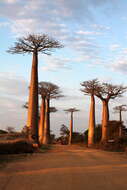 Image of Grandidier’s baobab