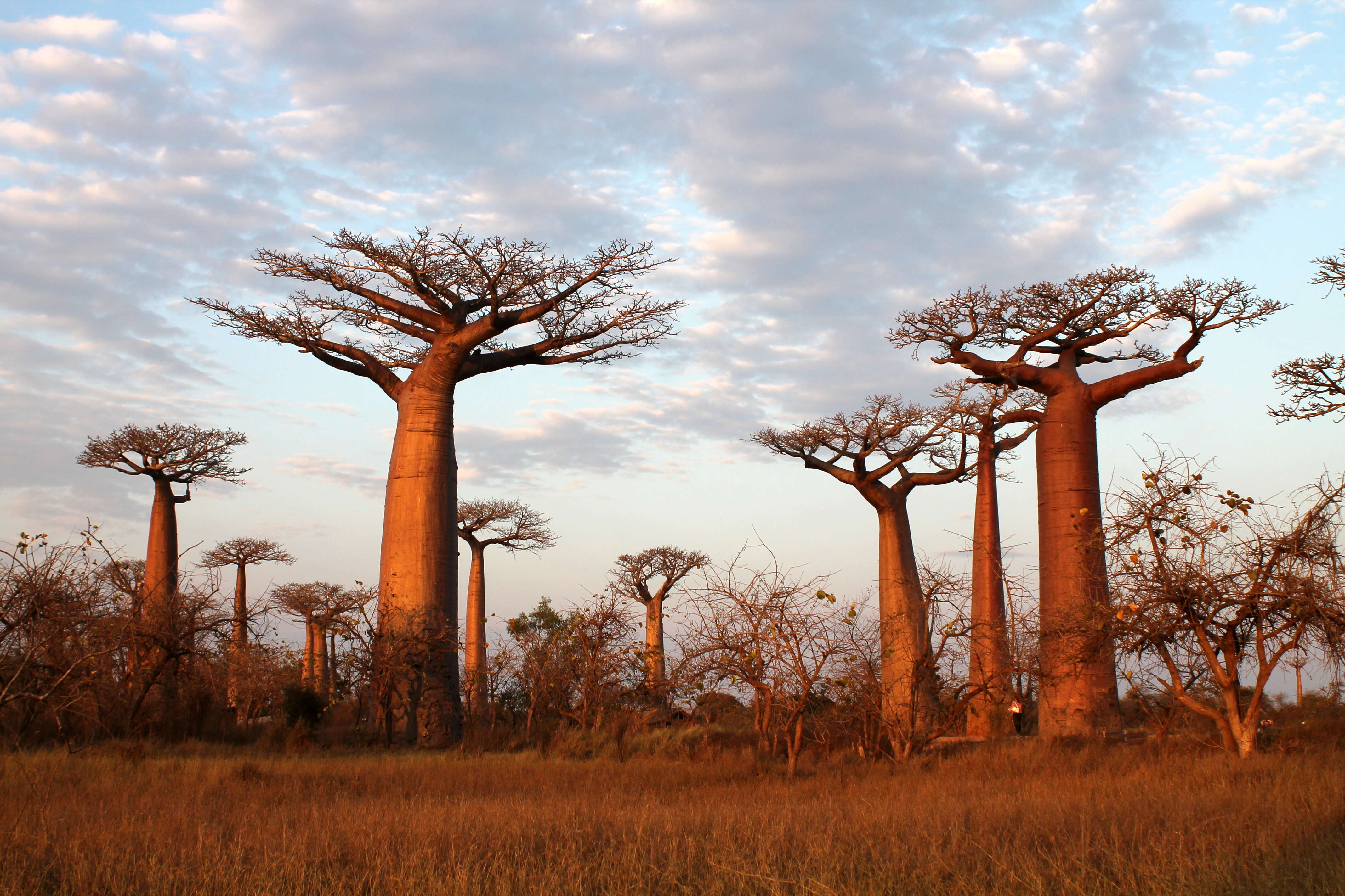 Image of Grandidier’s baobab