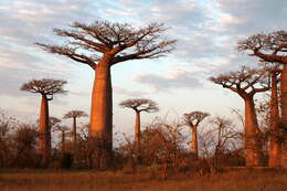 Image of Grandidier’s baobab