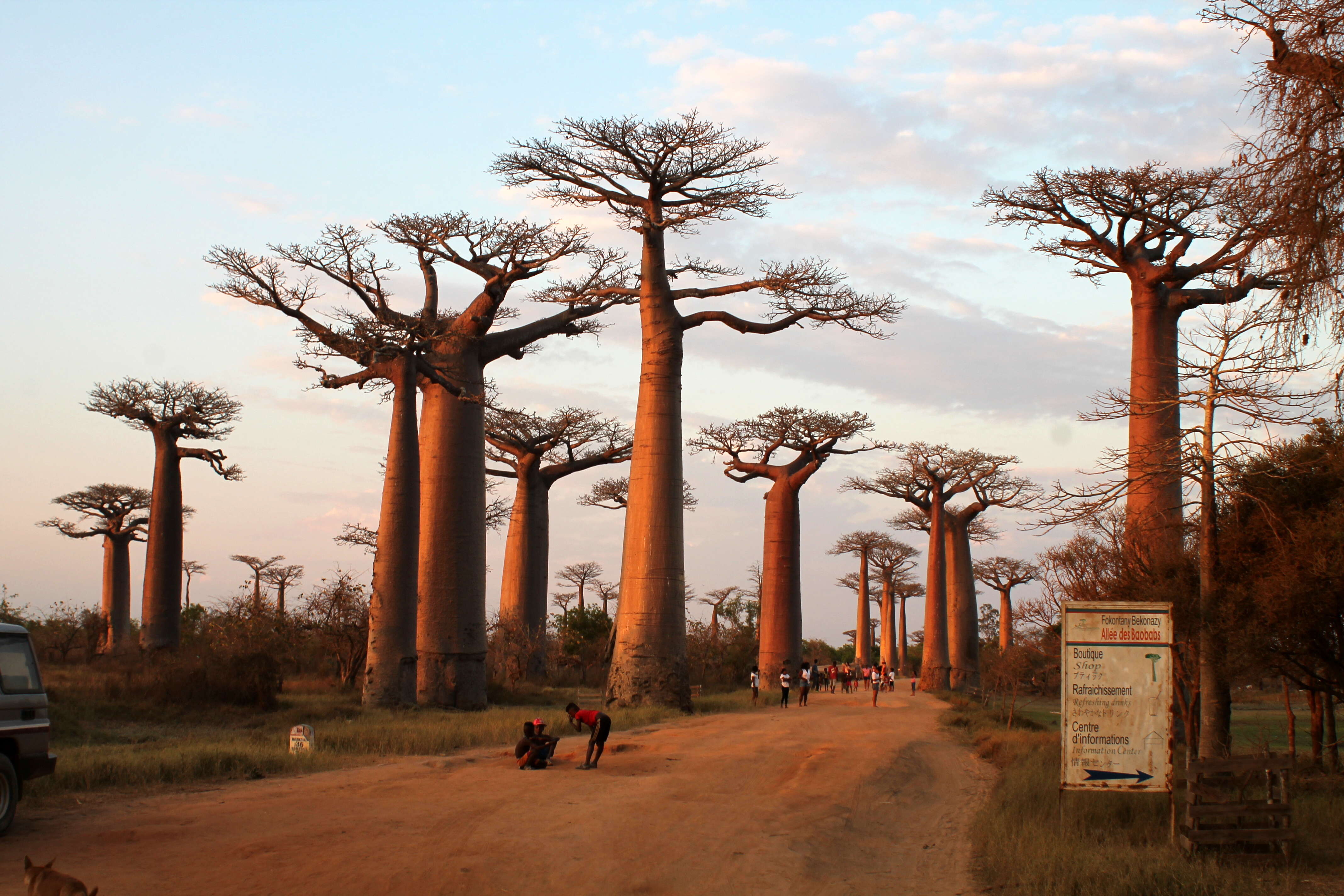 Image de Adansonia grandidieri Baill.