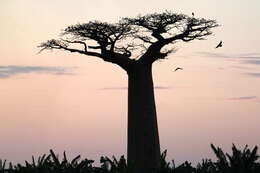 Image de Adansonia grandidieri Baill.