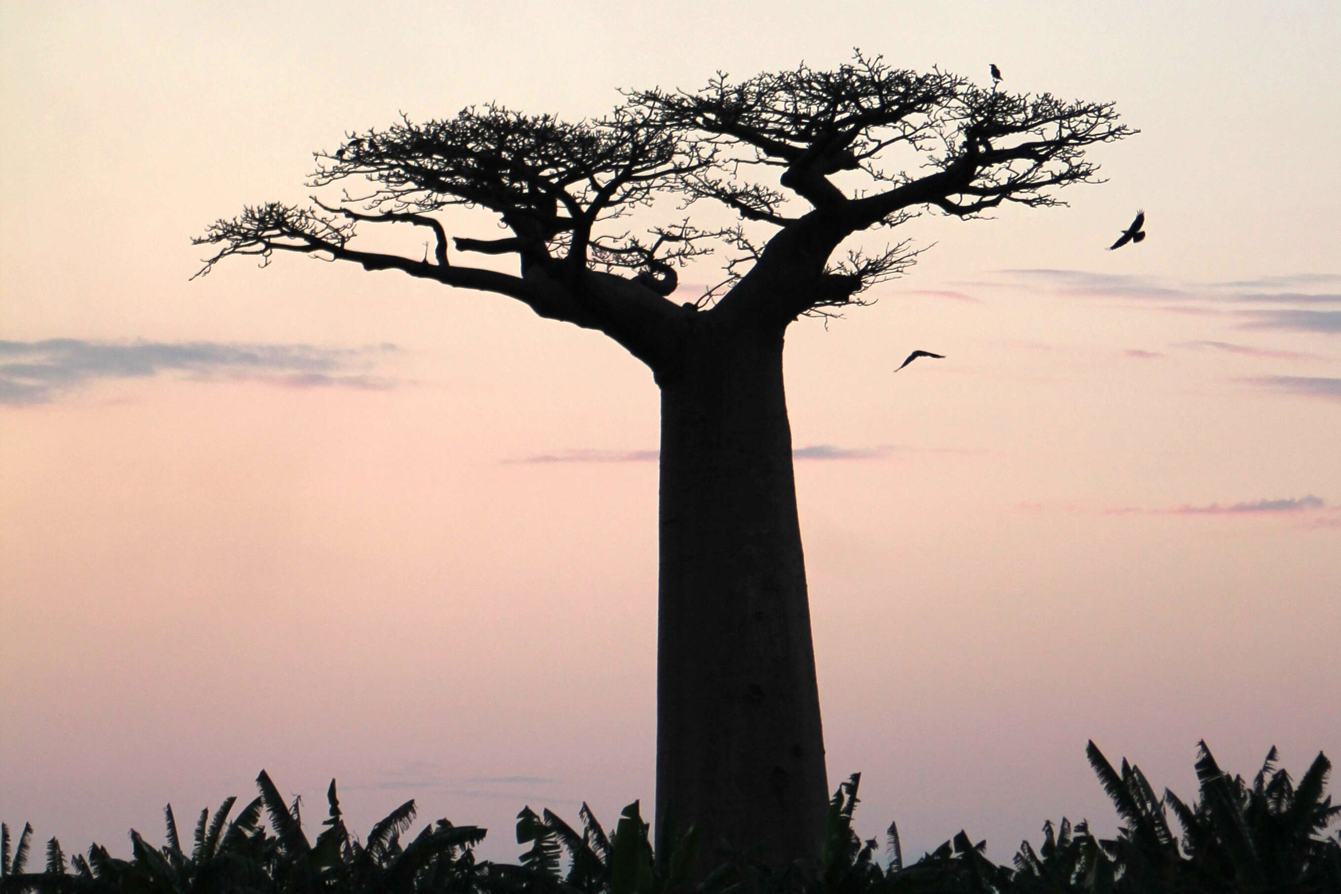 Image of Grandidier’s baobab