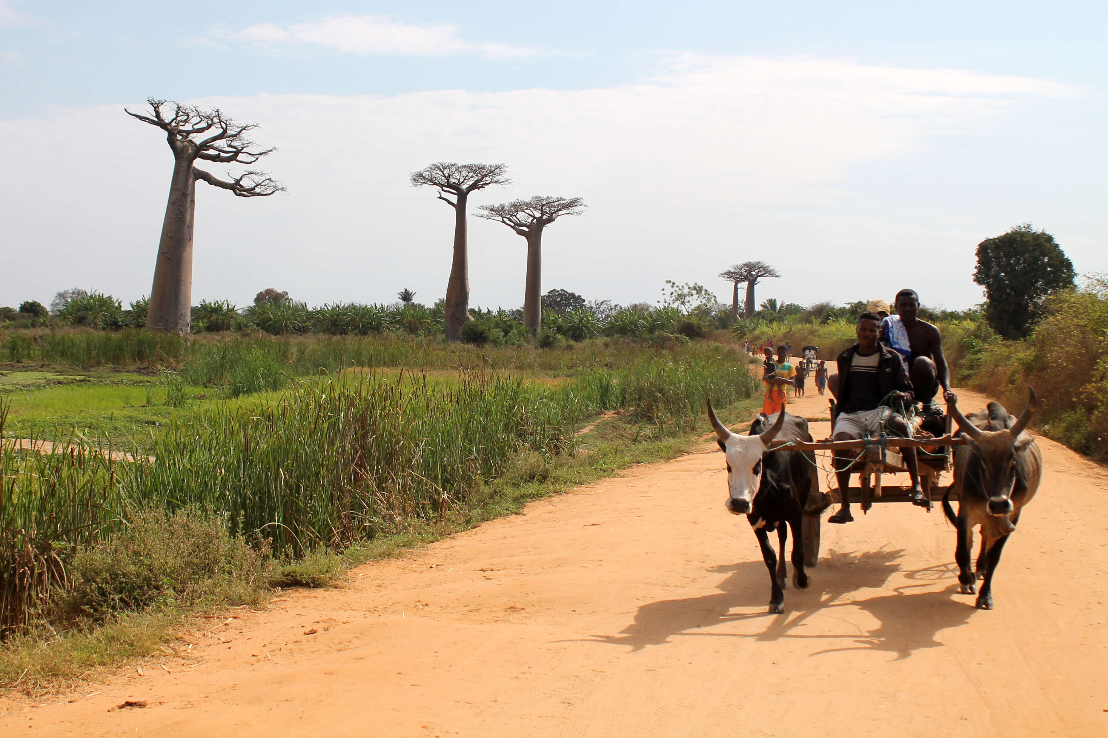 Image of Grandidier’s baobab