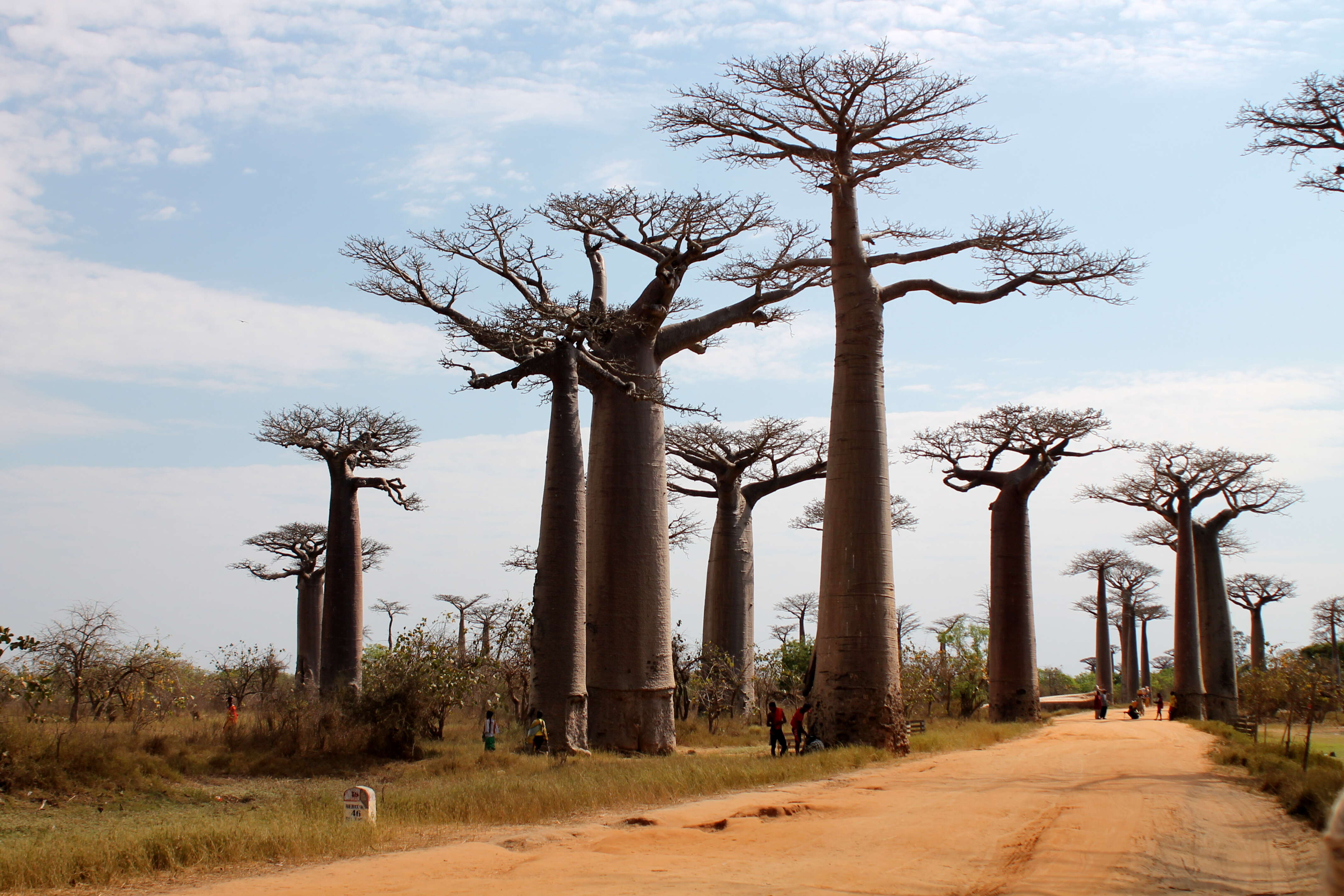 Image de Adansonia grandidieri Baill.