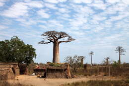 Image de Adansonia grandidieri Baill.