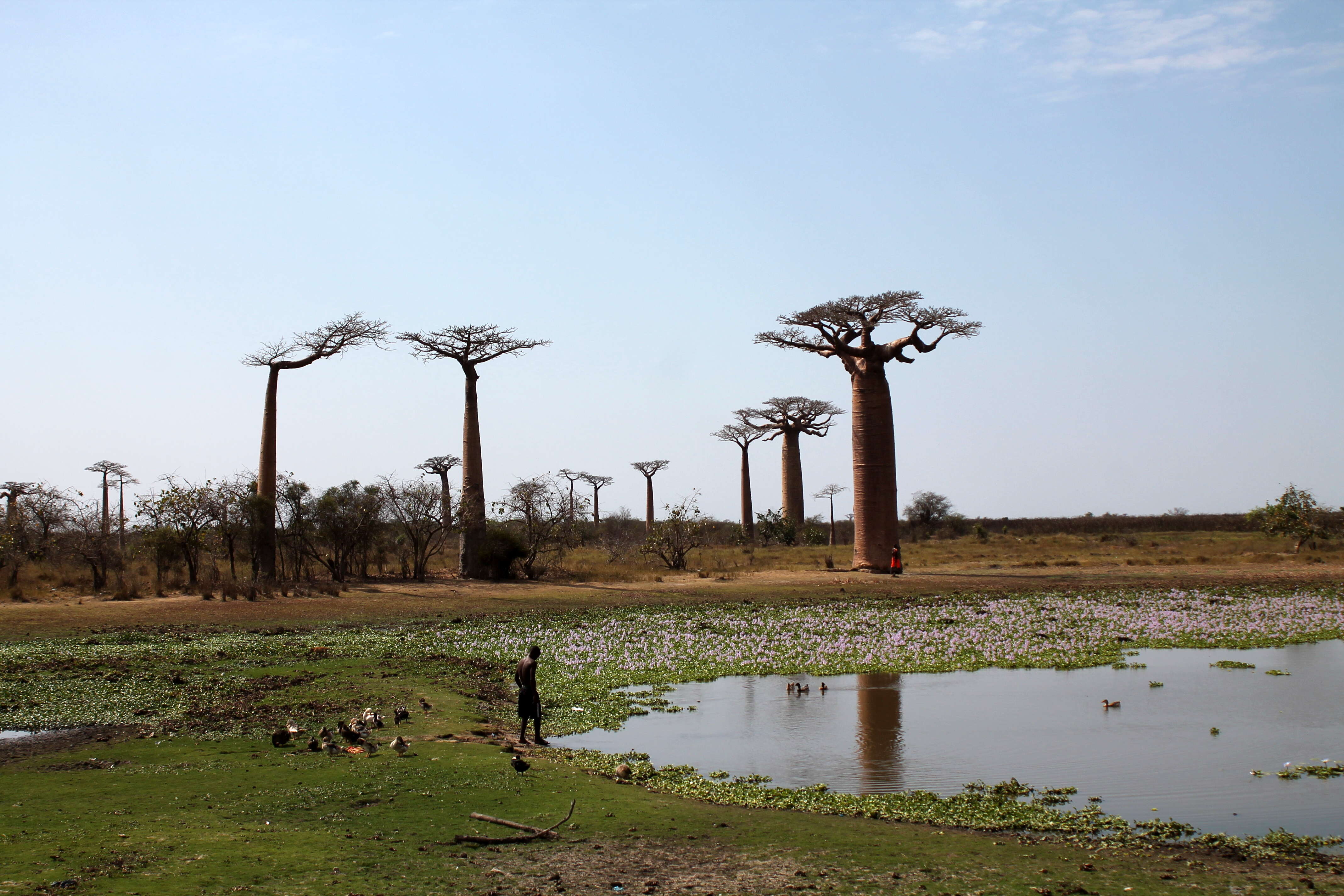 Image of Grandidier’s baobab