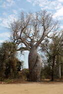 Image of Fony baobab