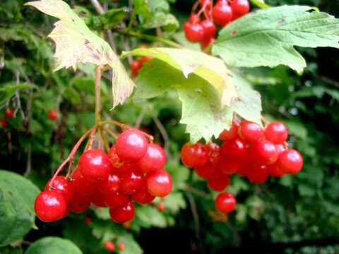 Imagem de Viburnum opulus L.